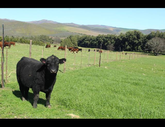 118HA FARM FOR SALE IN GREYTON